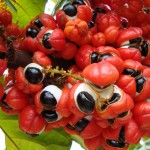 guarana