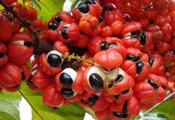 guarana