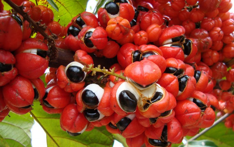 guarana