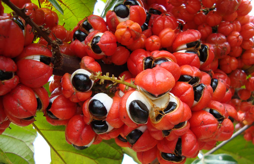 guarana