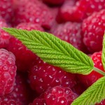 framboise